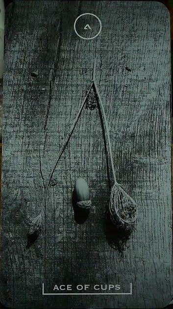 Savran Forest Tarot